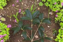桂花插枝的技巧与方法（掌握关键步骤，让桂花枝条存活茁壮）