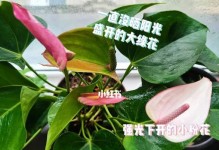 粉掌的养殖方法详解（轻松掌握粉掌的种植技巧，让您成为成功的养殖者）