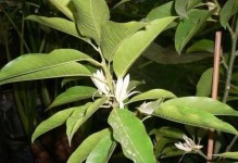 白兰花摘嫩头的技巧与方法（如何正确摘取白兰花嫩头，让花朵更加美丽绽放）