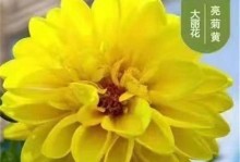 探秘地瓜花的开花周期（了解地瓜花的花期和养护要点）