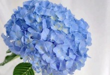 冬季绣球花的水养技巧（掌握正确浇水频率和方法，打造健康绚丽的冬季绣球花）