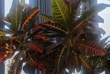 如何促使变叶木开花？（变叶木开花的关键步骤及技巧）