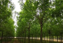 白蜡树的多重功效（发现白蜡树的神奇之处）