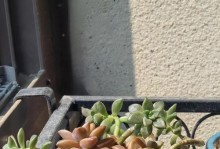 姬胧月老桩养殖与养护（打造高效生产的关键方法）