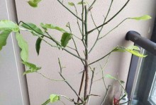 白兰花剪枝插活技巧（白兰花剪枝方法、注意事项及插枝后的护理）