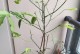 白兰花剪枝插活技巧（白兰花剪枝方法、注意事项及插枝后的护理）