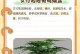文竹养护指南（打造绿意盎然的室内空间）