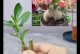沙漠玫瑰修剪的技巧与方法（打造美丽花园的关键步骤）