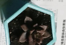 揭秘《姬胧月》为何“叶子一碰就掉”（探究叶子脆弱的秘密，解开《姬胧月》的奇妙之谜）