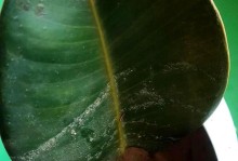 橡皮树叶子背面发黄卷的原因及解决方法（探究橡皮树叶子背面发黄卷的原因，提供有效解决方法）