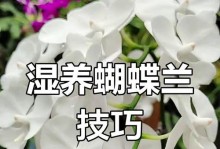 蝴蝶兰花的养护技巧（打造美丽的蝴蝶兰花园，轻松养护蝴蝶兰）