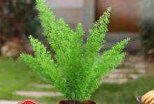 打造室外花园的花卉植物选择（如何在室外花园中选择适合的花卉植物？）