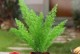 打造室外花园的花卉植物选择（如何在室外花园中选择适合的花卉植物？）