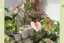 绿色彩叶芋养护指南（打造绿意盎然的室内植物空间）