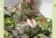 绿色彩叶芋养护指南（打造绿意盎然的室内植物空间）