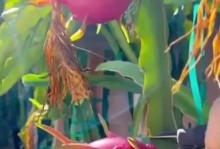 红心火龙果种植条件及生长环境要求（打造适宜的生长环境确保红心火龙果生长的健康稳定）