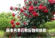 月季花的修剪技巧——延长花期的关键（掌握月季修剪的诀窍，让花儿绽放更久）