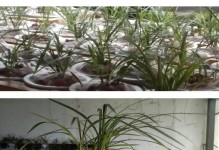 兰花草的浇水频率（掌握正确的浇水方法，让兰花健康成长）
