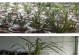 兰花草的浇水频率（掌握正确的浇水方法，让兰花健康成长）