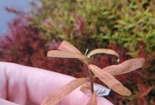 叉柱花种植方法与注意事项（打造美丽叉柱花园，关注这些要点！）