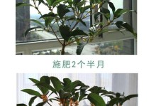 如何选择最佳肥料来滋养你的桂花树？（掌握正确的肥料选择，让桂花树健康成长）