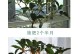 如何选择最佳肥料来滋养你的桂花树？（掌握正确的肥料选择，让桂花树健康成长）