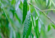 柳树的落叶现象（探讨柳树是否为落叶植物）