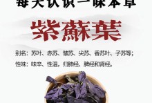 紫苏种植养护指南（掌握紫苏的种植技巧，培养健康的紫苏植株）