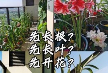 以朱顶红叶子花叶治疗的神奇功效（祛除疾病，康复健康；美容护肤，焕发光彩）