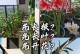 以朱顶红叶子花叶治疗的神奇功效（祛除疾病，康复健康；美容护肤，焕发光彩）