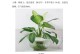 花卉的魅力与养护之道（探索花卉的奇妙世界，学习如何正确照料花卉）
