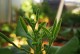 红宝石花根烂了怎么办？（如何救治受损的红宝石花根）