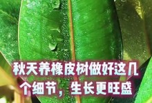 橡皮树养护全攻略（掌握橡皮树养殖技巧，打造绿色家居空间）