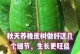 橡皮树养护全攻略（掌握橡皮树养殖技巧，打造绿色家居空间）