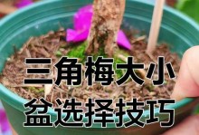 盒栽三角梅的养护技巧（让你的盒栽三角梅长得更加健康美丽）