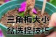 盒栽三角梅的养护技巧（让你的盒栽三角梅长得更加健康美丽）