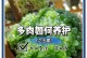 探秘腾乙玉露和冰灯玉露的区别与特点（传统名茶与创新之美，品味中国茶文化的不同风情）