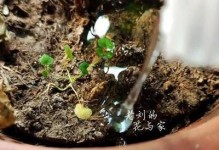 花草爱好者注意！过长的浸盆浇水时间会带来什么问题？（浇水时间过长对花草生长的影响及解决方法）
