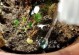 花草爱好者注意！过长的浸盆浇水时间会带来什么问题？（浇水时间过长对花草生长的影响及解决方法）