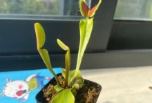以狸藻怎么分盆（培养狸藻的步骤和技巧）