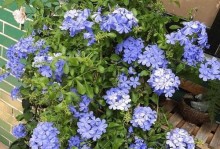 秋冬花卉养殖全攻略（打造秋冬花园，让你的家庭花园四季盛放）