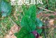 探寻佛耳草的历史、品种和养护（探寻佛耳草的历史、品种和养护）