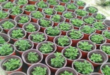 如何种植菊花种子（从选种、播种到管理养护，全面解析菊花种子种植）
