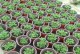 如何种植菊花种子（从选种、播种到管理养护，全面解析菊花种子种植）