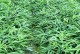黄精适合种植的地方（从环境、土壤、气候等多个角度考虑）