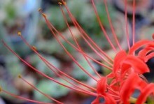 以彼岸子的繁殖之道（了解彼岸子的繁殖方式及关键要点）
