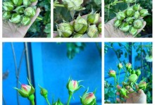 如何正确地换盆种植玫瑰花（玫瑰花换盆小窍门，轻松养花不再难）