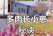 金钱木爆侧芽的方法与技巧（掌握关键步骤，让金钱木旺盛生长）