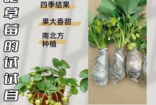 盆栽草莓的培育指南（打造自家草莓园，丰收美味草莓）