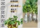 盆栽草莓的培育指南（打造自家草莓园，丰收美味草莓）